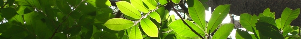 Tropical leaves from Las Palmas, El Salvador