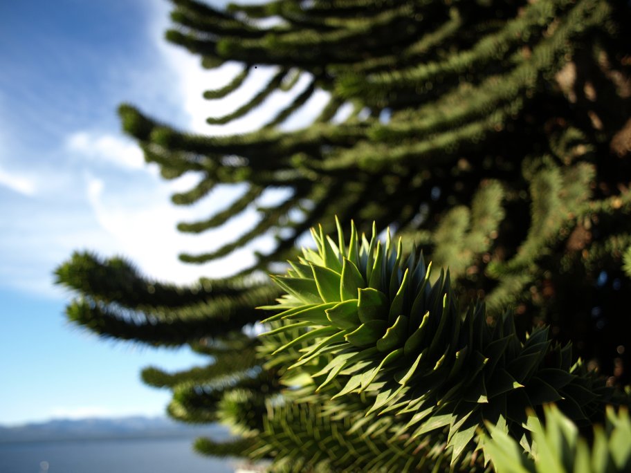 Monkey puzzle tree, Patagonia, Argentina