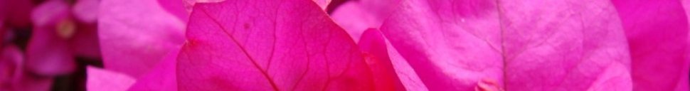 Bougainvillea at La Sebastiana, Chile