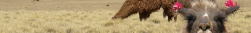 Llama in Bolivia