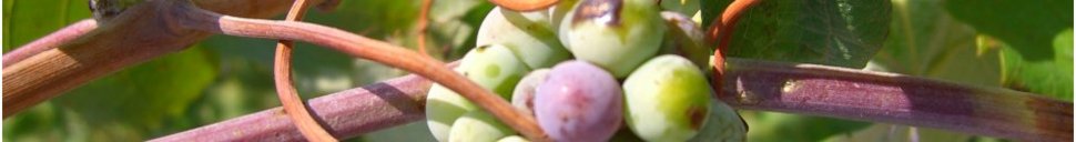 Vineyard in La Font de la Figuera, Spain